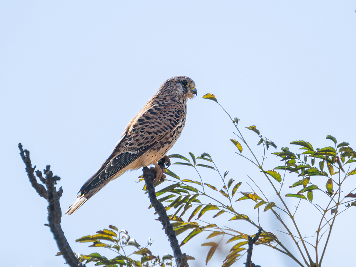2025-11-26 14 Common Kestrel.jpg