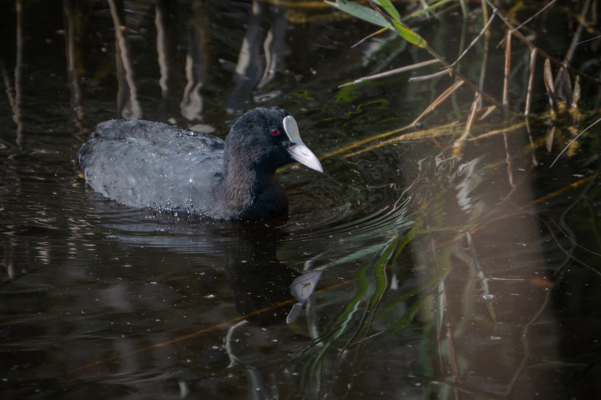 2025-11-26 20 Eurasian Coot.jpg
