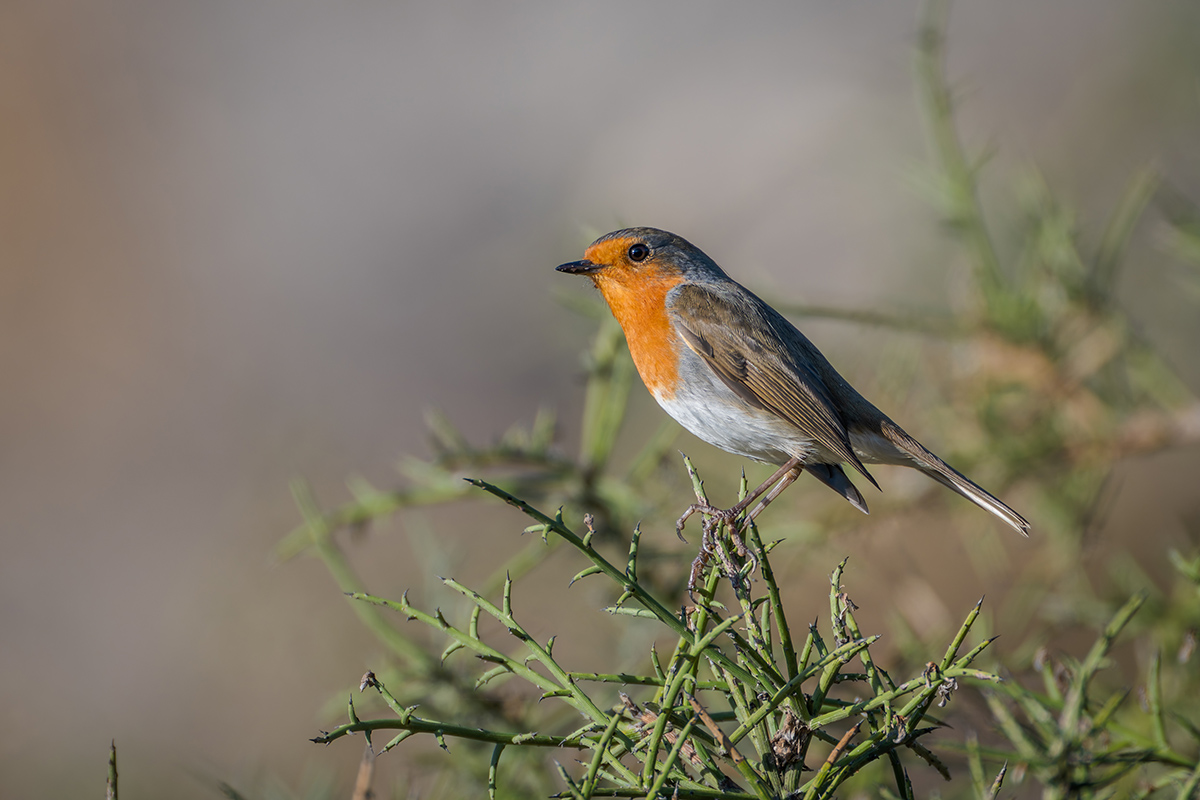 2025-12-04 10 European Robin.jpg