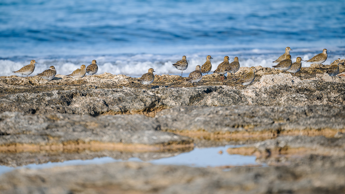 2025-12-04 15 European Golden Plovers.jpg