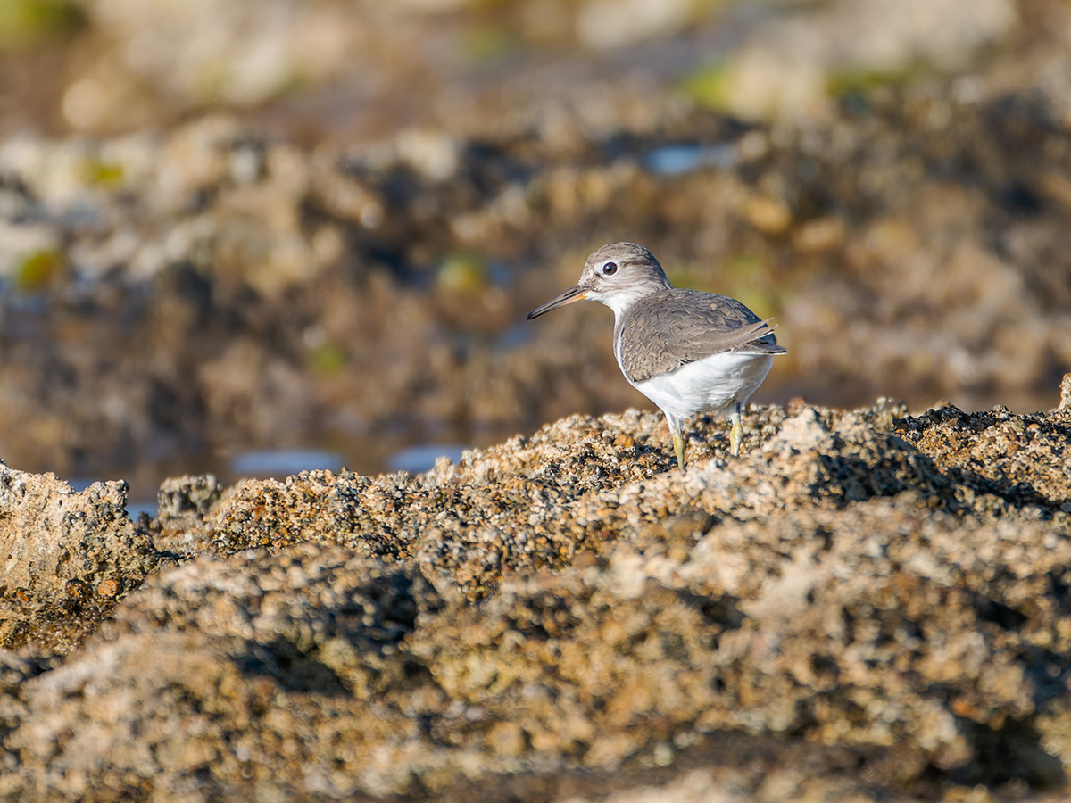 2025-12-04 18 Common Sandpiper.jpg