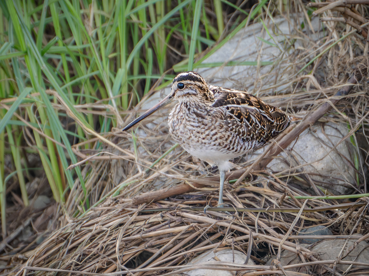 2025-12-04 46 Common Snipe.jpg