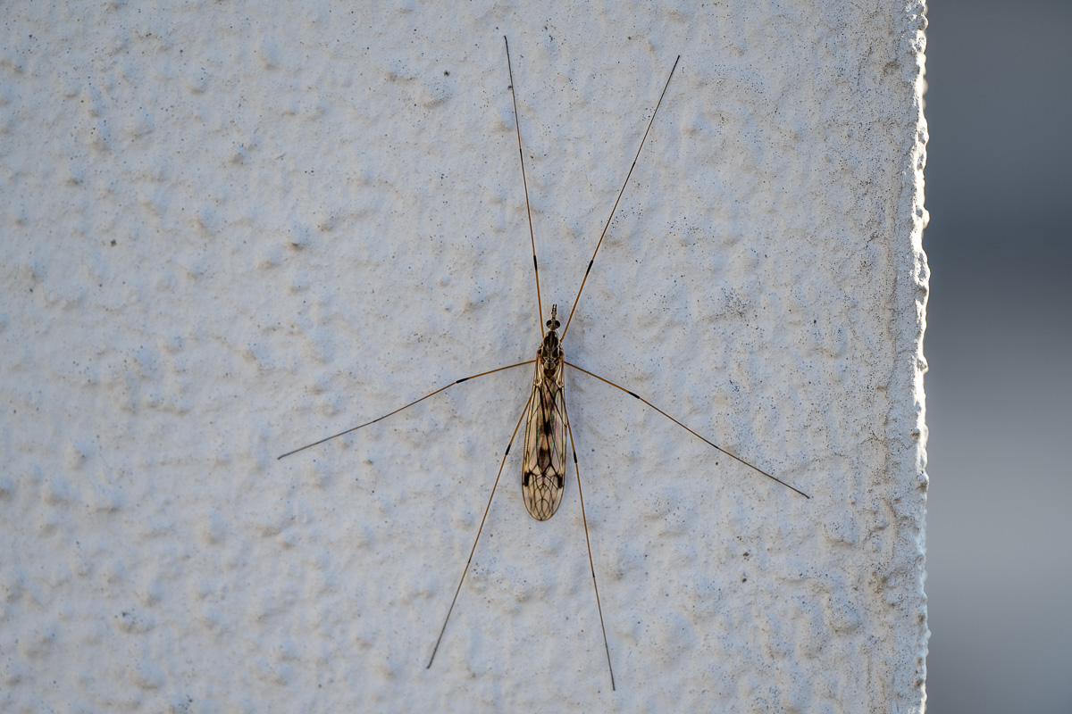 20250327-NZ7_2272.jpg