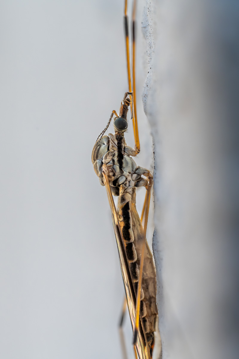 20250327-NZ7_2292-Verbessert-RR.jpg