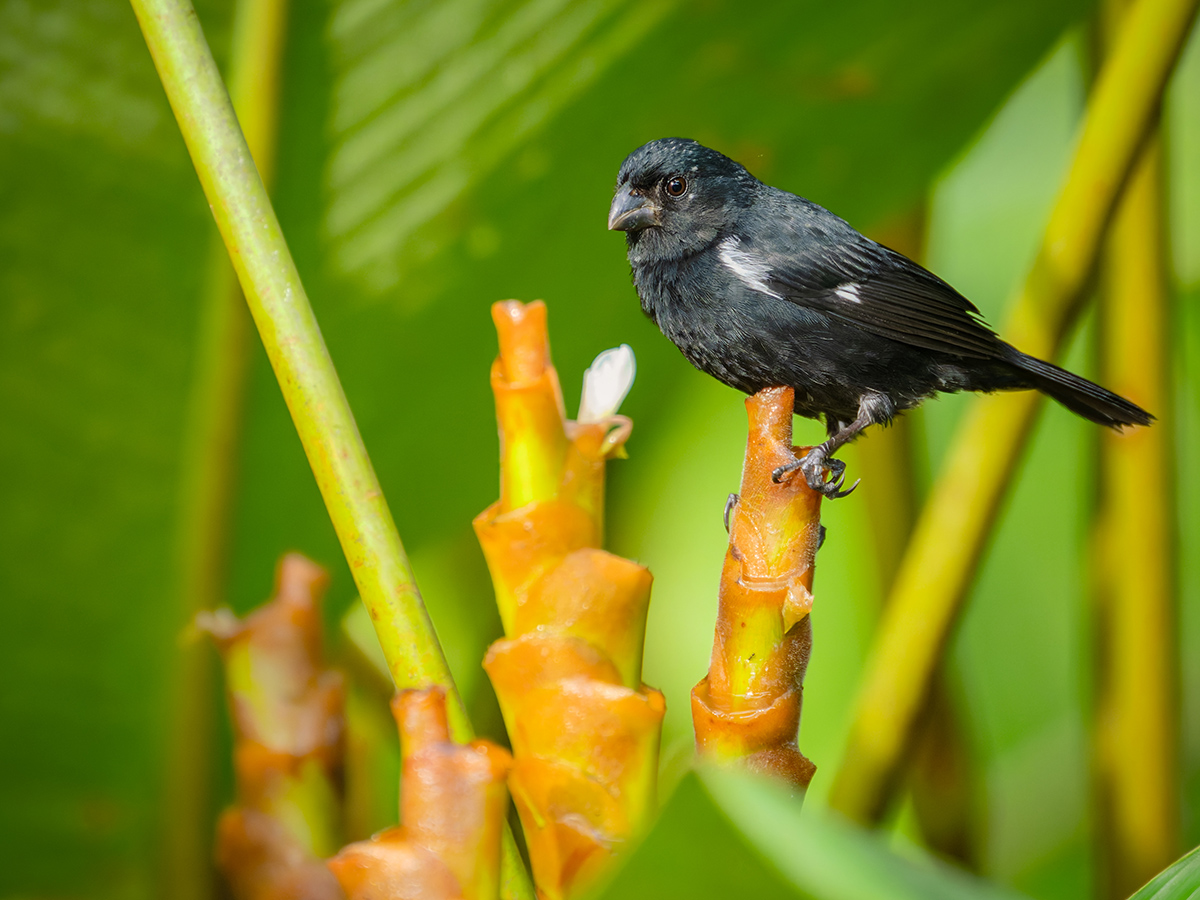 2026-02-16 027 Thick-billed Seed-finch.jpg