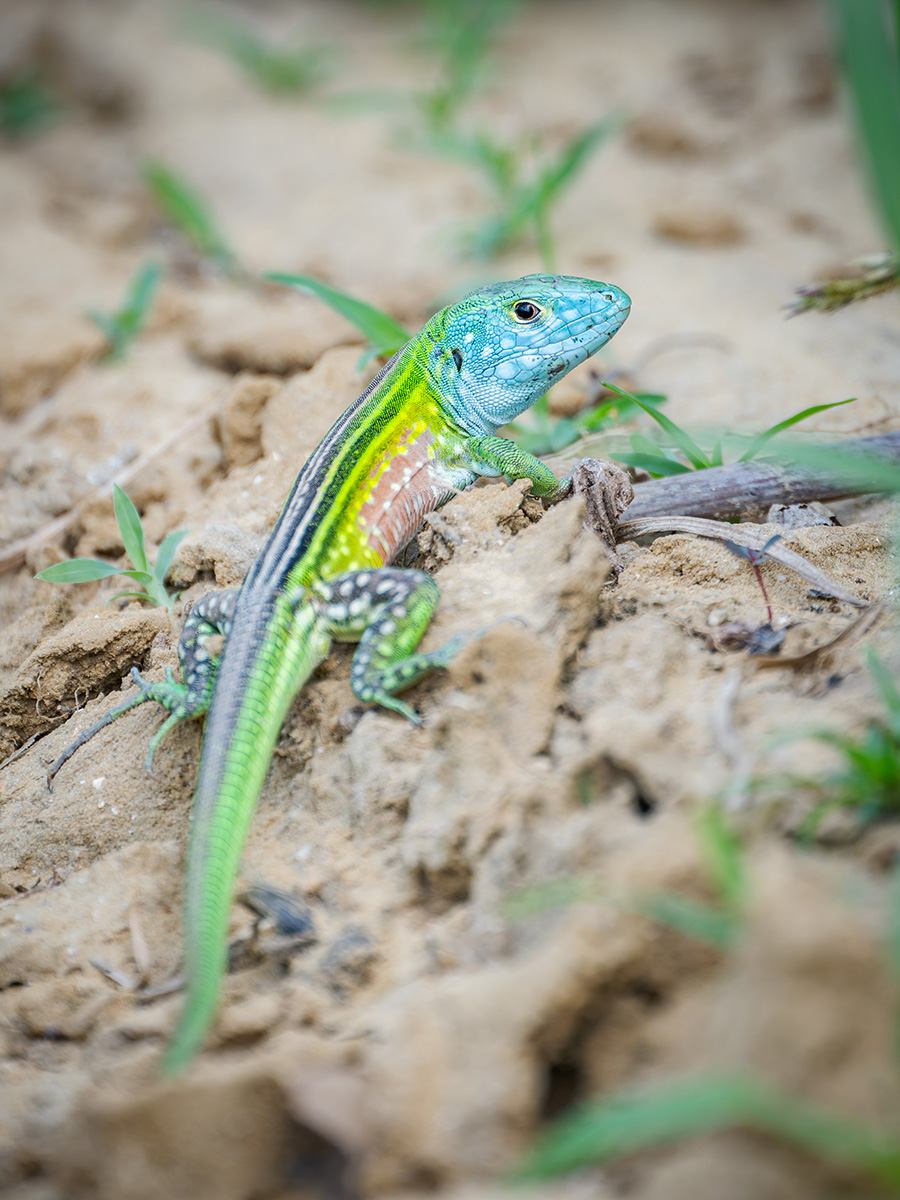 2026-02-26 005 Lizard.jpg