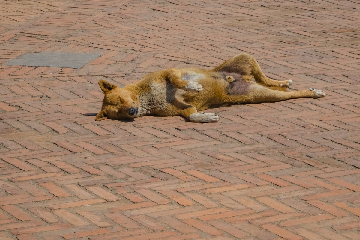 2026-04-10 03 Dog.jpg
