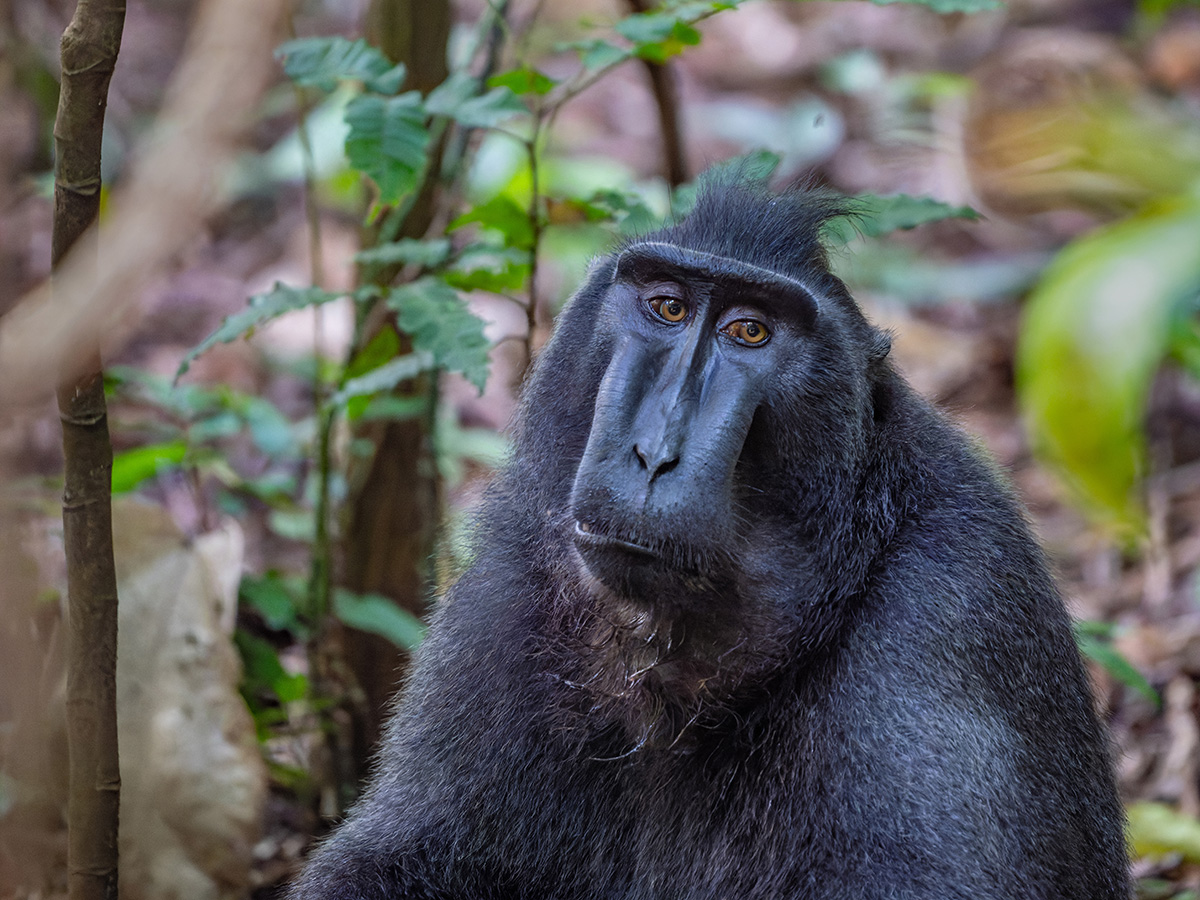 2026-04-16 053 Celebes Crested Macaque.jpg