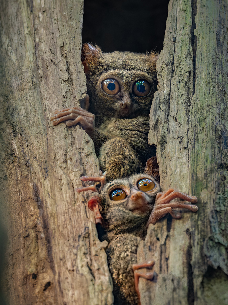 2026-04-16 080 Tarsiers.jpg