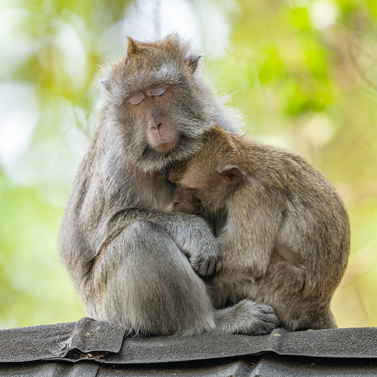 2026-04-27 030 Crab-eating Macaques.jpg