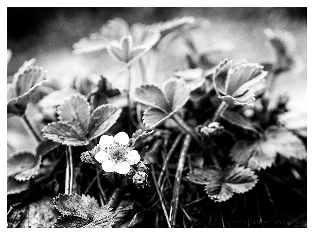 206 Erdbeerblüte SW