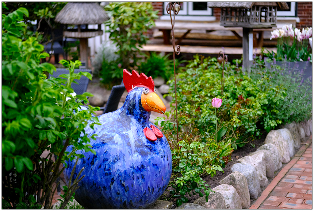 207 Sylt – Keitum: Glückliches Huhn der Kleinen Teestube