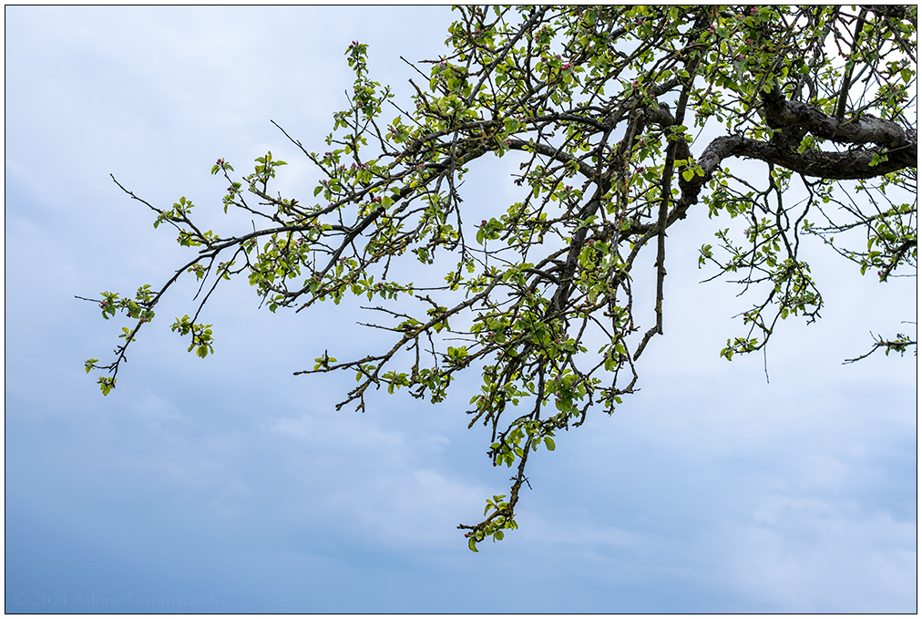 208 Apfelbaum im Frühlingslicht