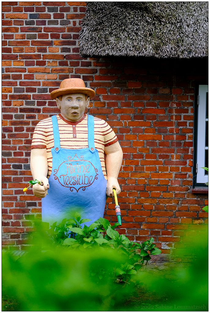 208 Sylt – Keitum: Glücklicher Gärtner der Kleinen Teestube
