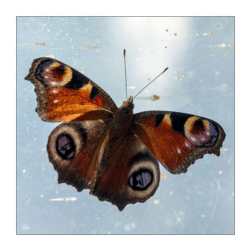 209/365 Muse – Butterflies and Hurricanes © 2025 Sabine Lommatzsch