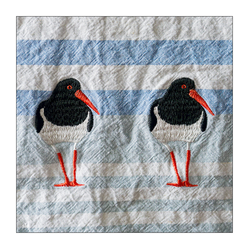 21/365 Passengers feat. Birdy – Beautiful Birds © 2026 Sabine Lommatzsch