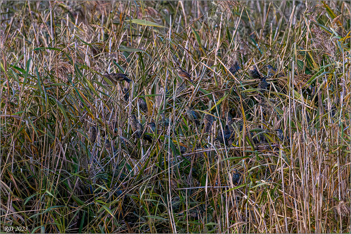 21-D50_0050-Verbessert-RR.jpg