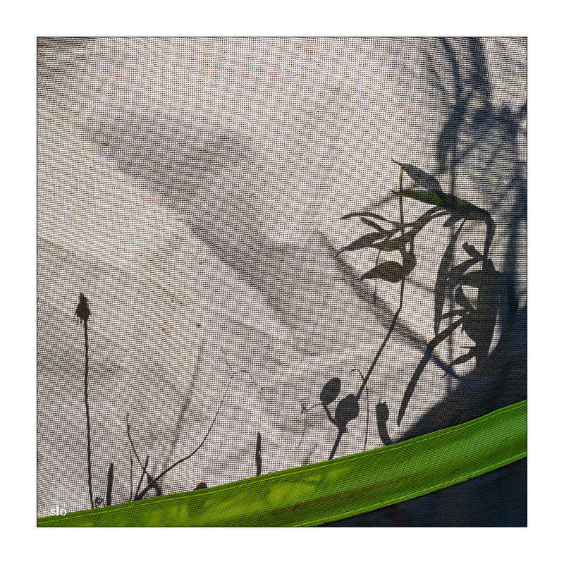 210/365 Birdy – Shadow © 2025 Sabine Lommatzsch