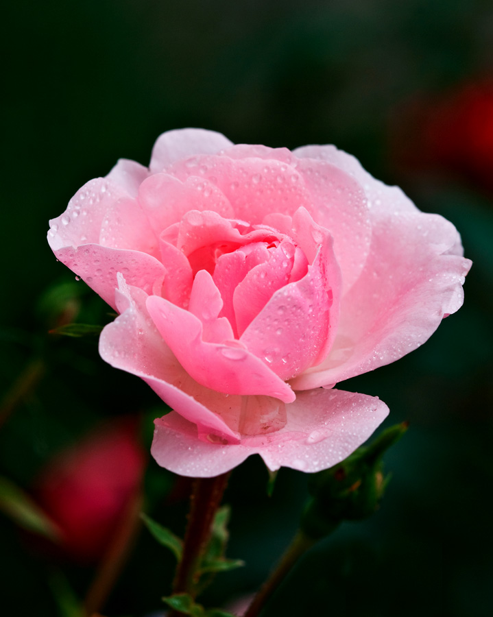 2100614 0617 Rose