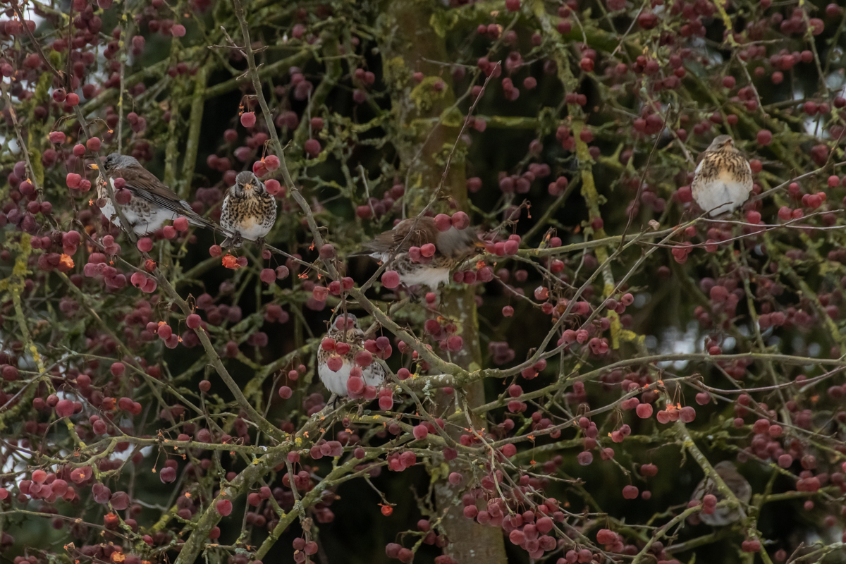 210210 Wacholderdrosseln-2.jpg