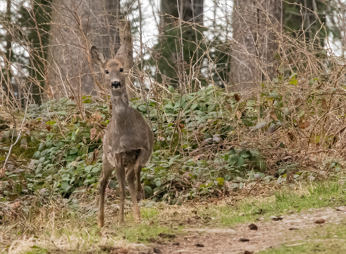 210405-KleinReh.jpg