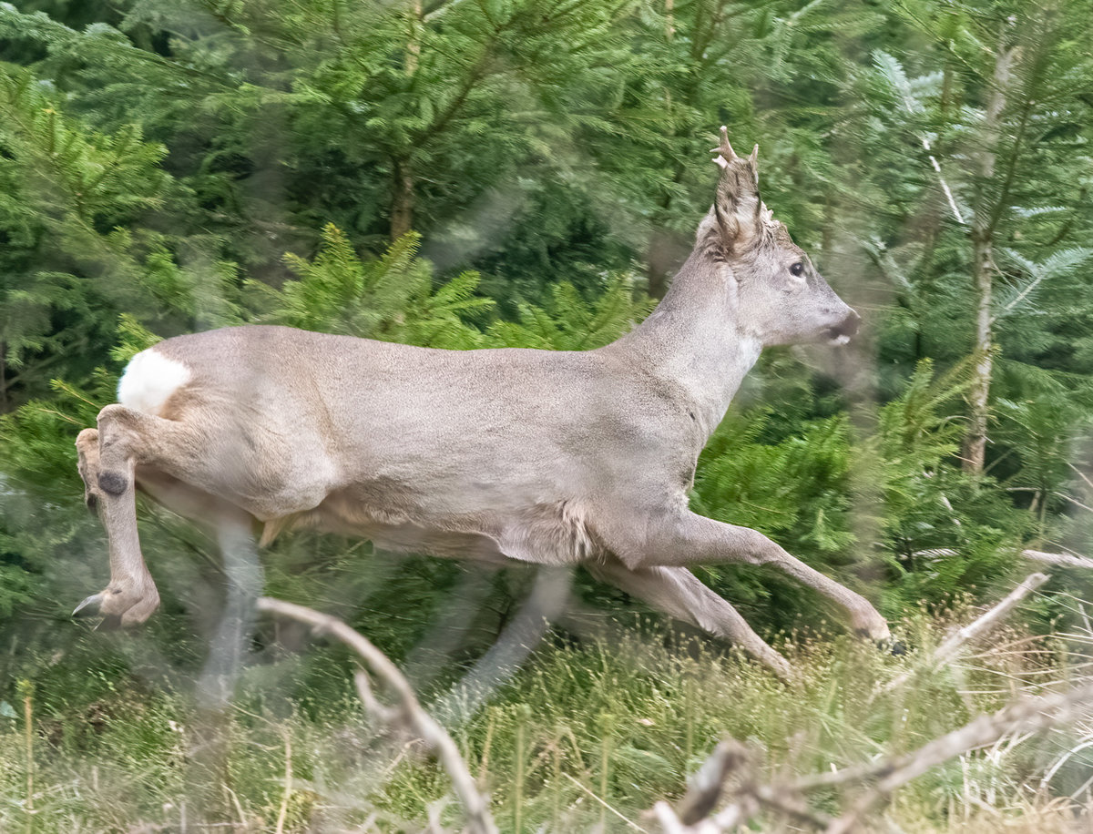 210405-kleinRehBock.jpg