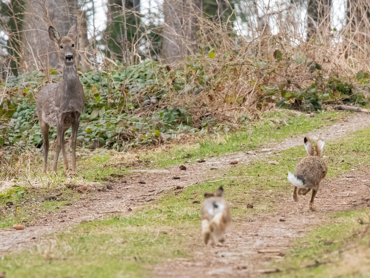 210405-kleinRehHasen.jpg