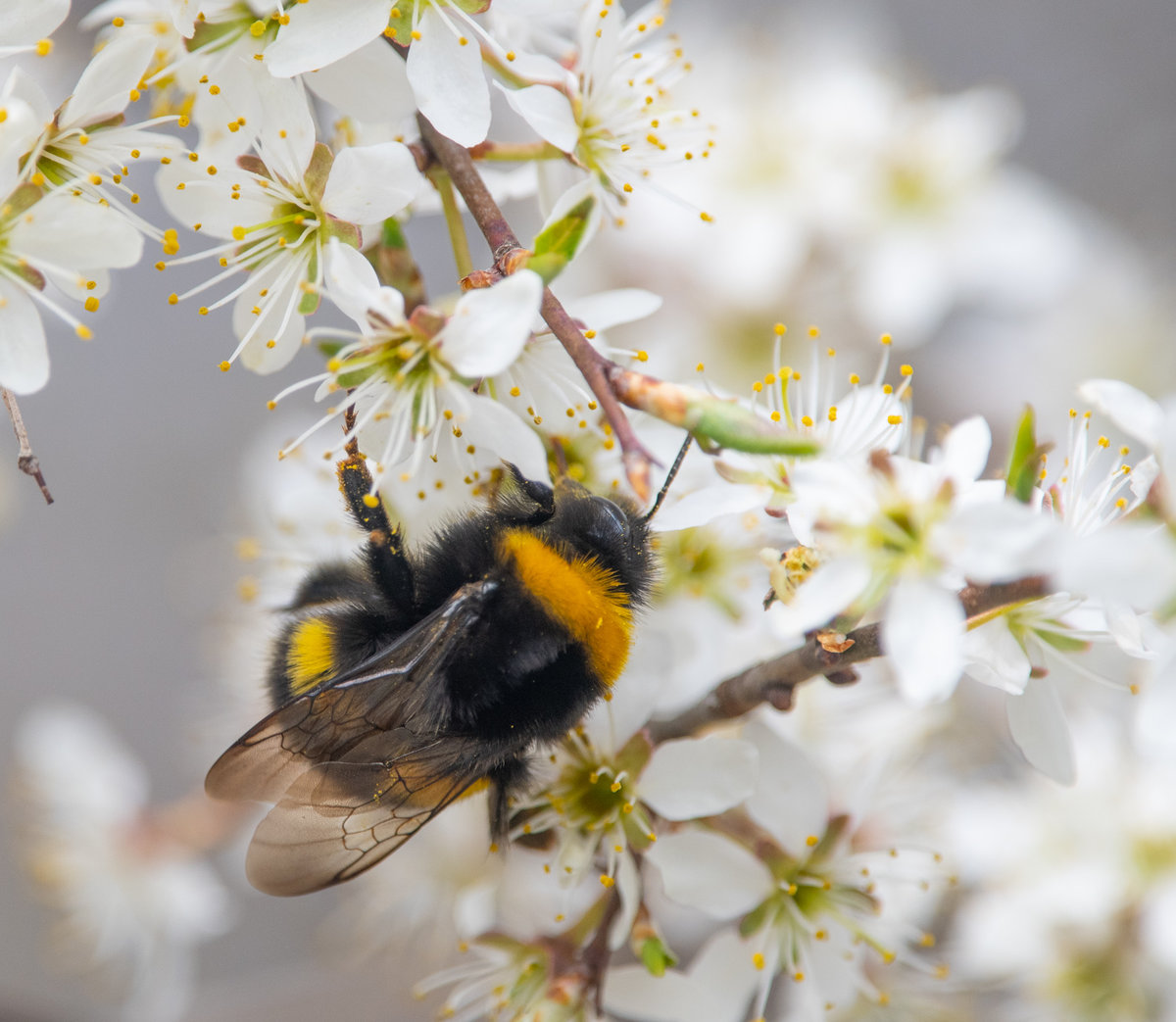 210411-Hummel, Scharten, Kirschblüte.jpg
