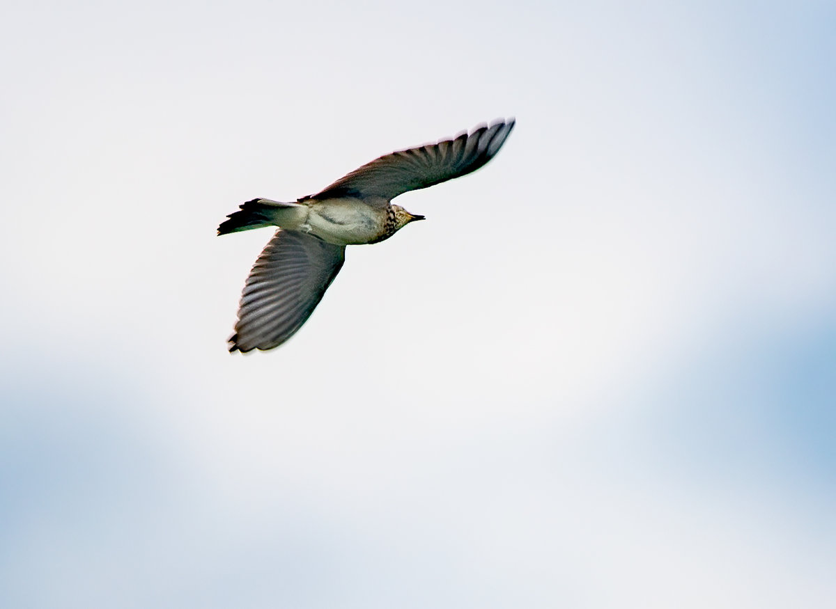 210425-Oberneukirchen, Lärche, BIF.jpg