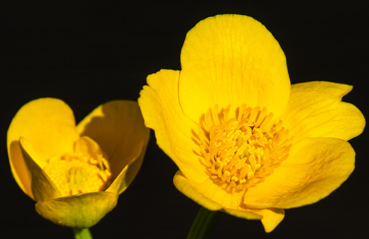 210430-Oberneukirchen, Sumpfdotterblume am Teich.jpg