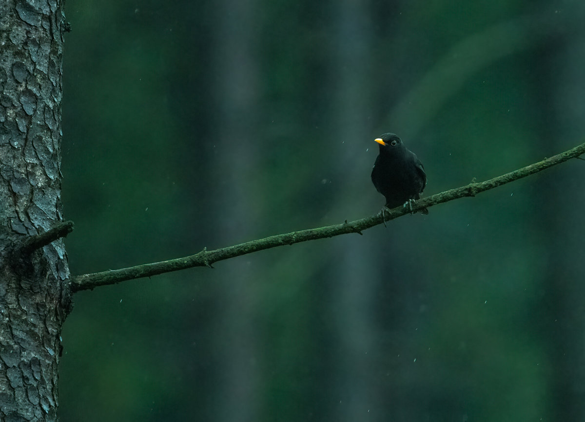 210502-Oberneukirchen, Amsel im Wald.jpg