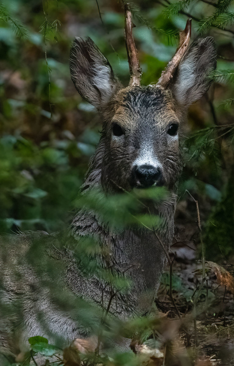 210502-Oberneukirchen, Buck, Portrait.jpg