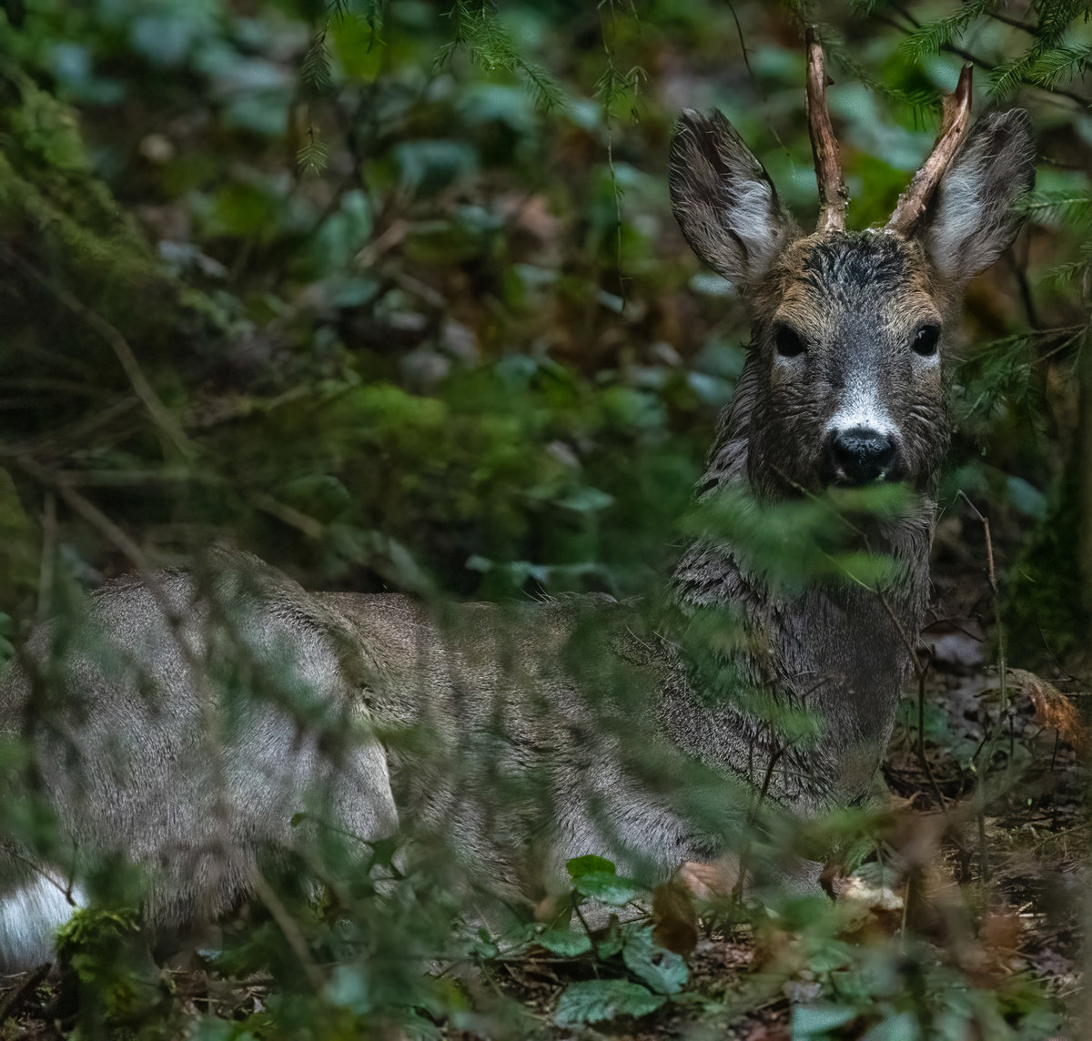 210502-Oberneukirchen, Rehbock, Portrait.jpg