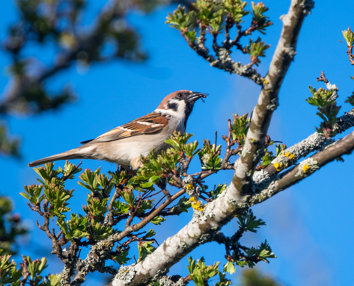210509-Oberneukirchen, Spatz mit Fliege.jpg