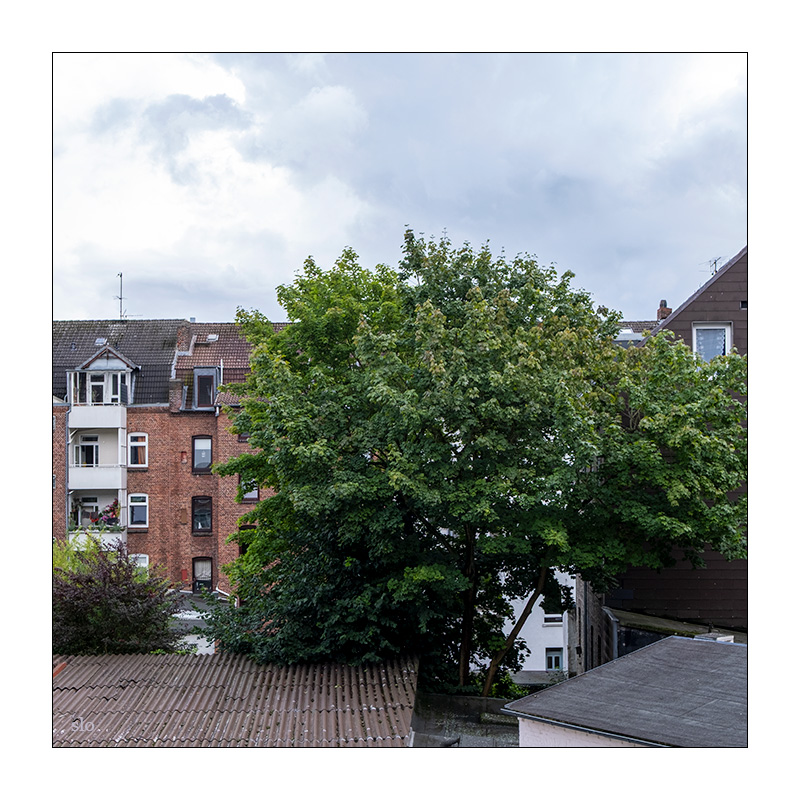 212/365 Sophie Zelmani – July Waits © 2025 Sabine Lommatzsch