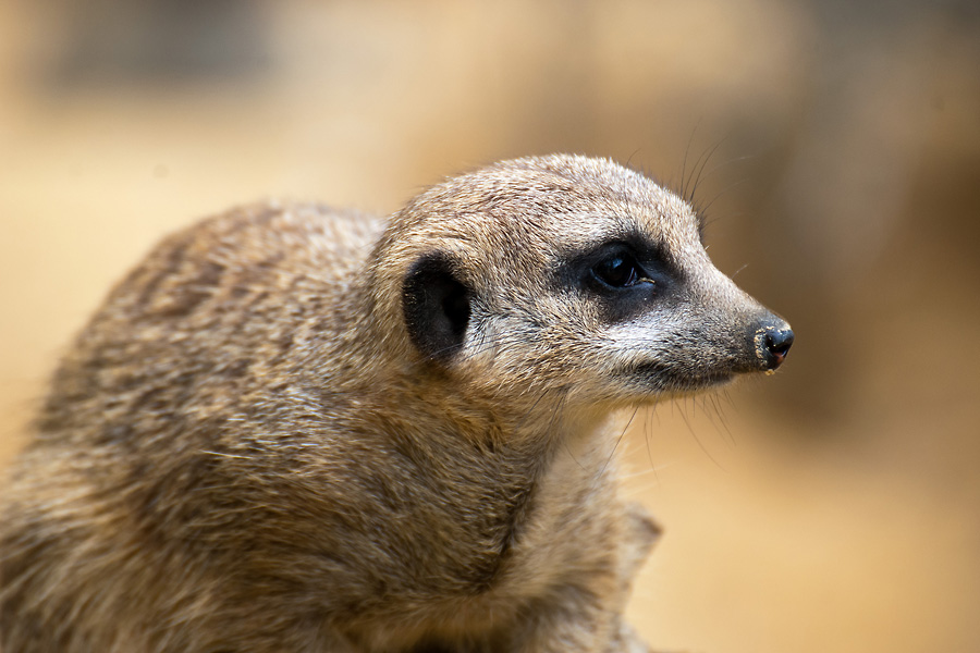 2120530 6478 Erdmännchen Zoo Linz 900h