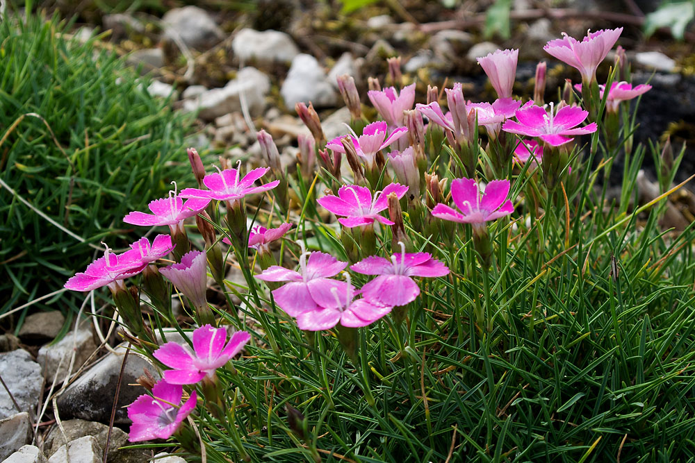 2120531 3672 Garten Linz