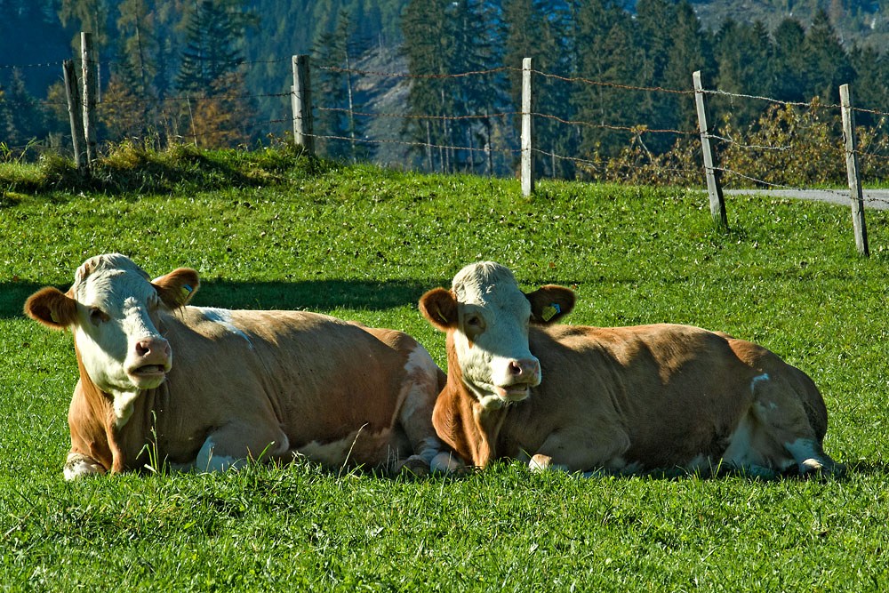 2121017 6281 Kühe Gleinkersee