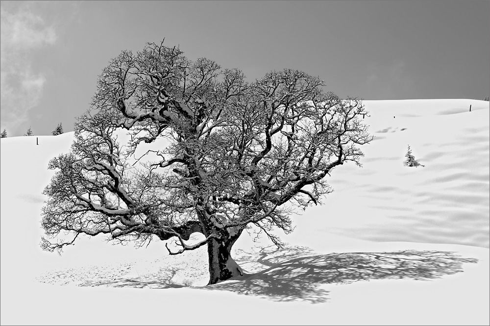 2130401 0850 SchneeBaum Jochberg sw
