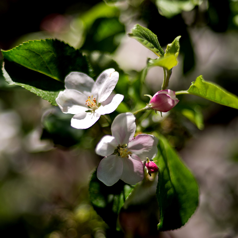 2130504 1144 Apfelblüte WDW