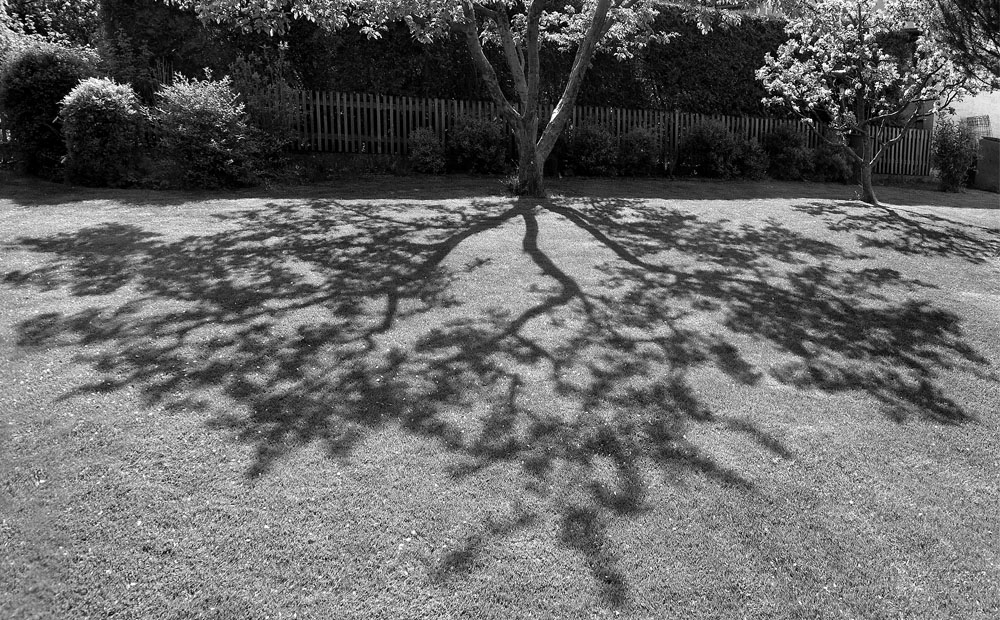 2140417 V1 9582 Baum Schatten WDW
