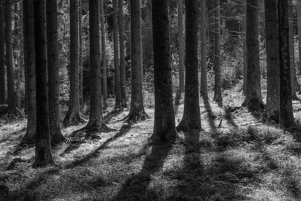 2141019 V3 2219 Moorwald