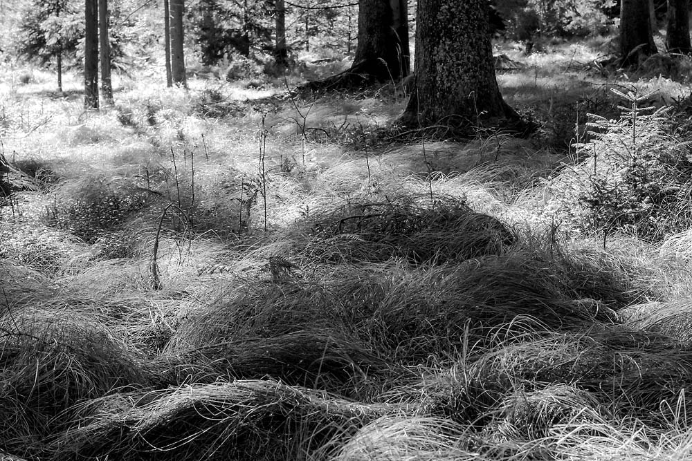 2141019 V3 2220 sw Moorwald