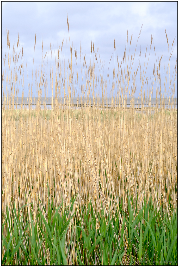 215 Sylt – Durchblick am Watt in Keitum