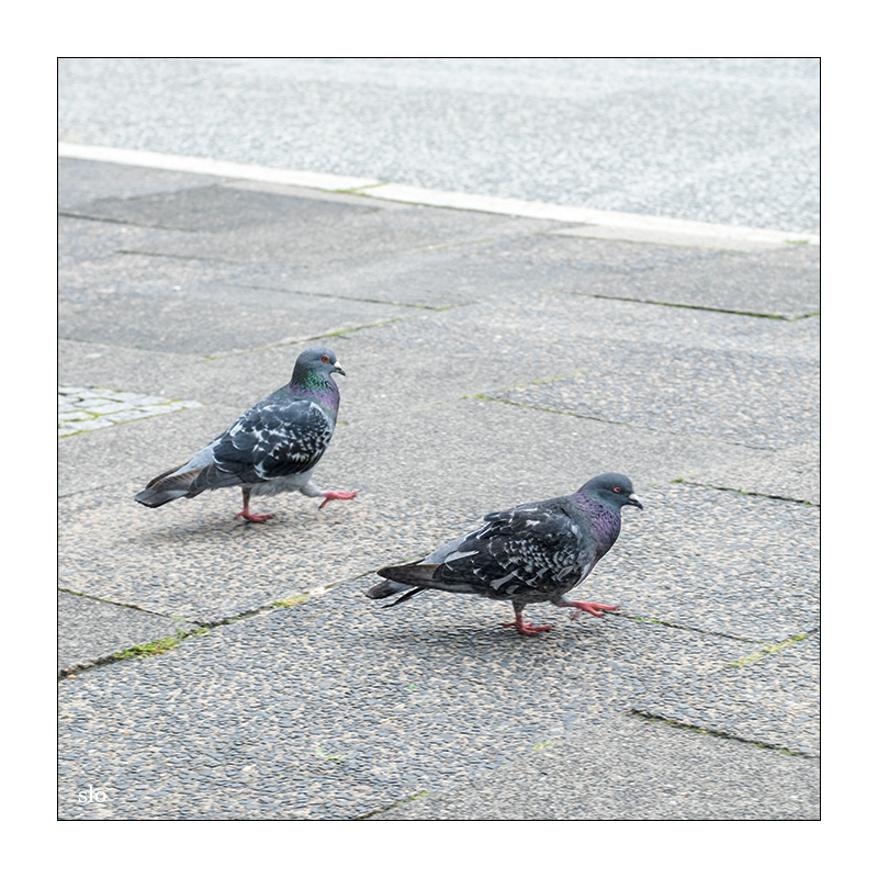 216/365 Biffy Clyro – Many Of Horror © 2025 Sabine Lommatzsch