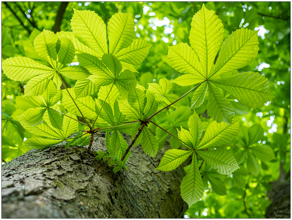 216 Kastanie im Frühling
