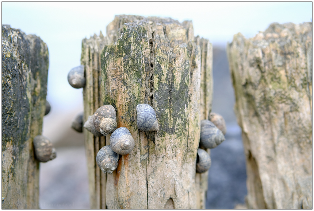 216 Sylt – Buhne mit Schnecken am Watt in Keitum