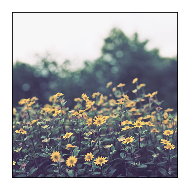 217/365