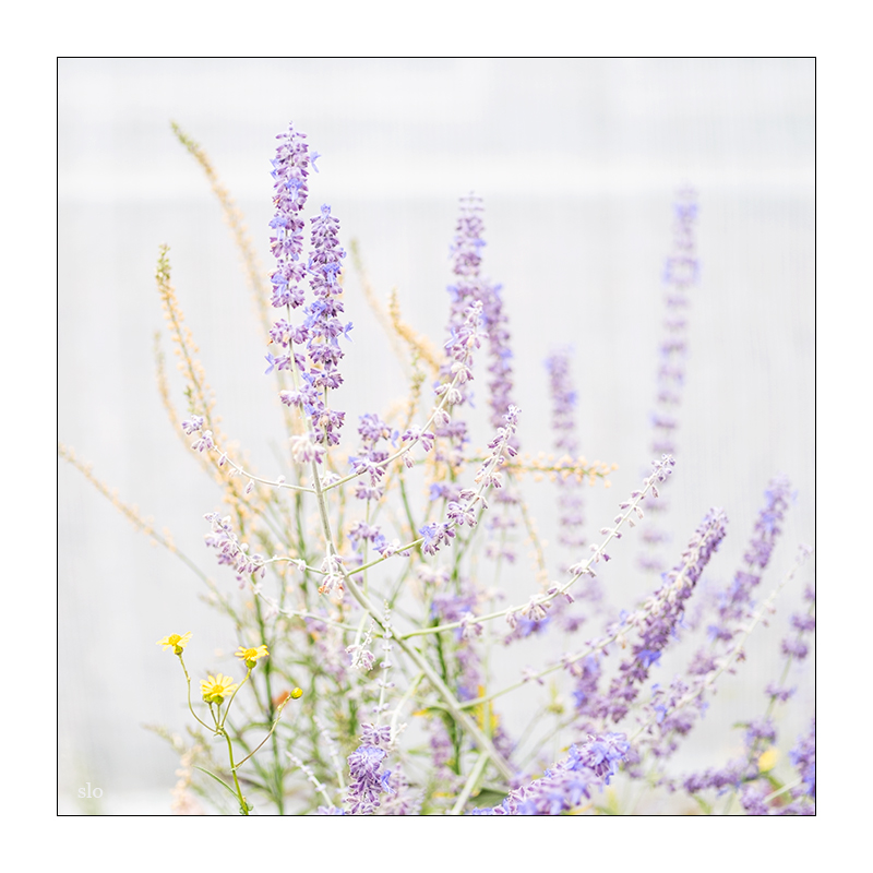 217/365