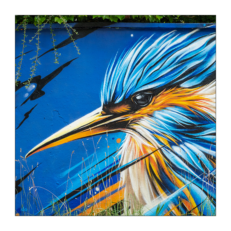 218/365 The Walkabouts – Nightbirds © 2025 Sabine Lommatzsch